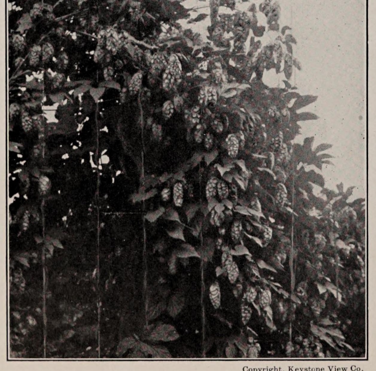 Hmelj na žici, arhivska fotografija iz 1923.